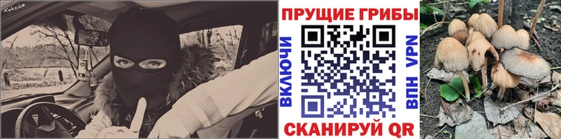 Псилоцибиновые грибы Psilocybe  Новоаннинский 